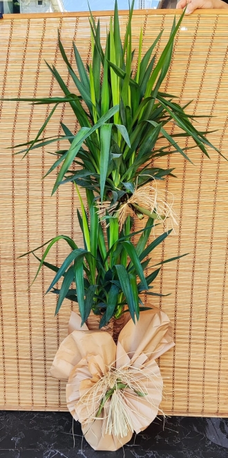 YUCCA BİTKİSİ ( 2 KÖKLÜ 140 CM BOY )