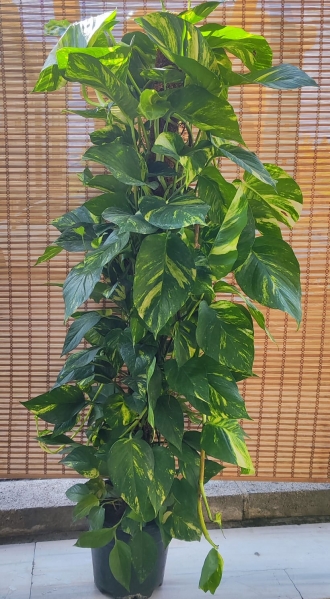 PATOS SARMAŞIK BİTKİSİ