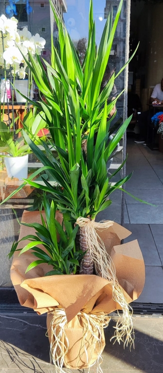 3 KÖK BATTAL BOY (140CM) YUCCA BİTKİSİ