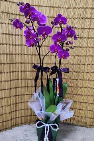 PREMİUM ÇİFT DALLI MOR ORKİDE